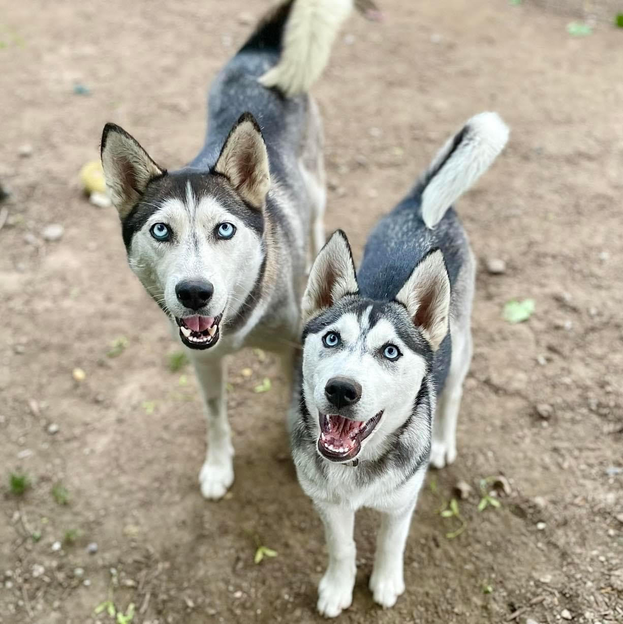 Dogs Available